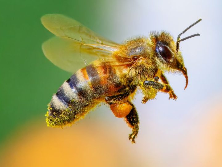Shocking: Your Garden Birds And Bees Are Actually “Day-Drinking” (And They’re Better At It Than You!)