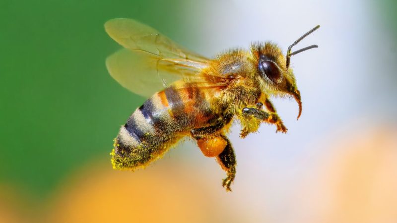 Shocking: Your Garden Birds And Bees Are Actually “Day-Drinking” (And They’re Better At It Than You!)