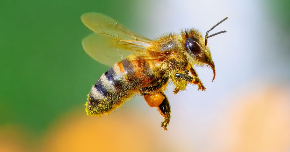 Shocking: Your Garden Birds And Bees Are Actually “Day-Drinking” (And They’re Better At It Than You!)