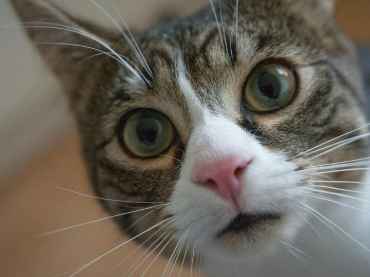 The Purr-Ternity Suit: Bengaluru’s Viral Feline Child Support Case