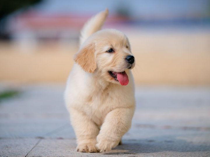 “Dogesh Babu” Applies For A Residency Certificate