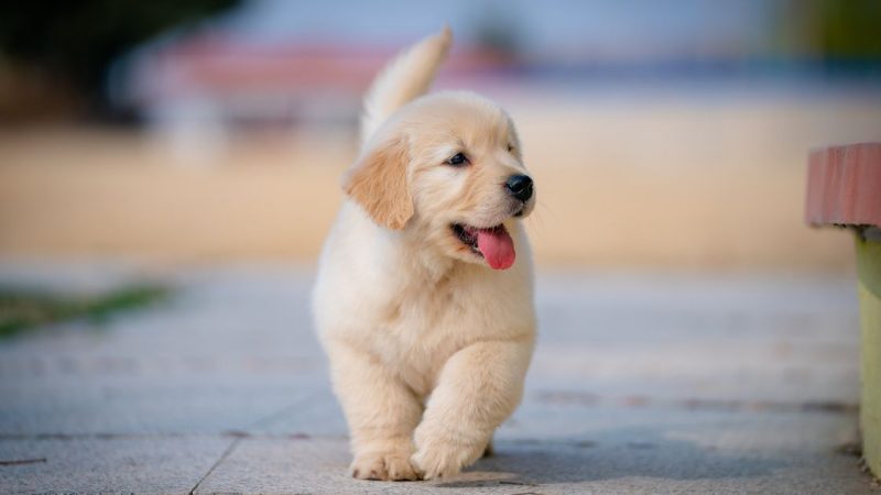 “Dogesh Babu” Applies For A Residency Certificate