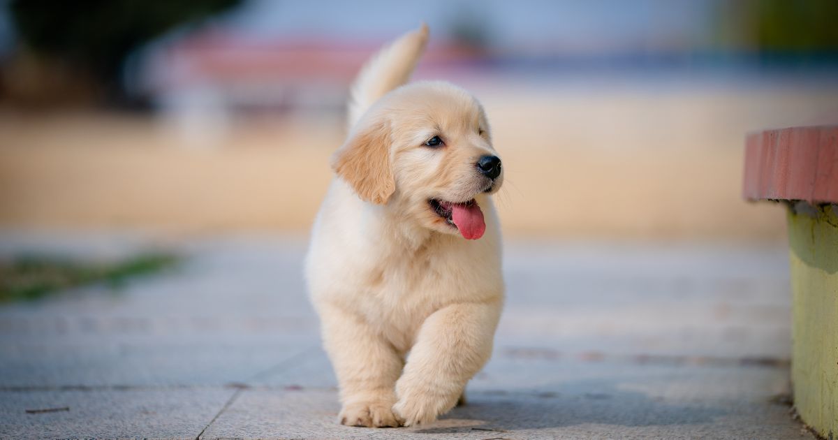 “Dogesh Babu” Applies For A Residency Certificate