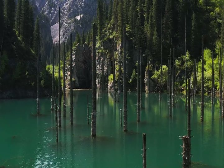 Omg These Ghostly Trees Are Growing Upside Down Underwater