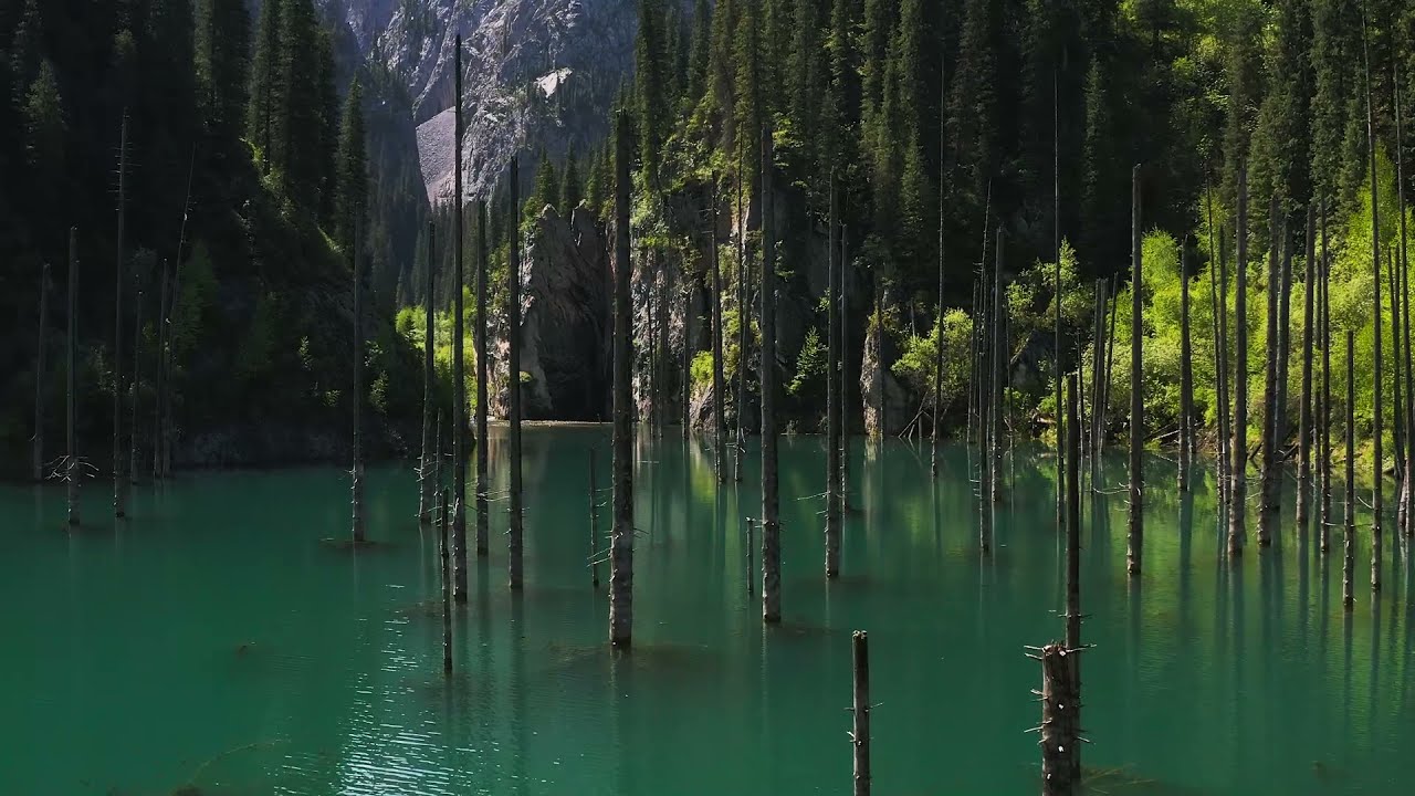 Omg These Ghostly Trees Are Growing Upside Down Underwater