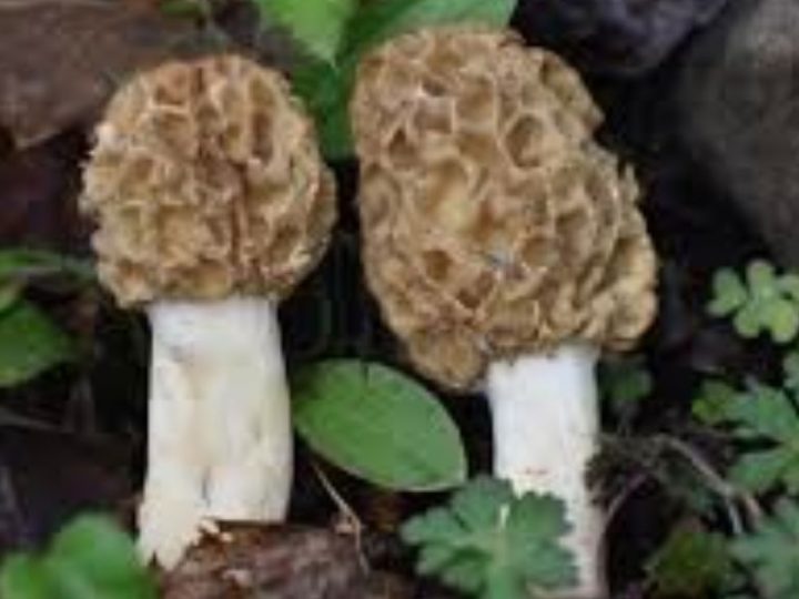 Himalayan Guchhi: A Deep Dive Into The “Black Gold” Of The Mountains