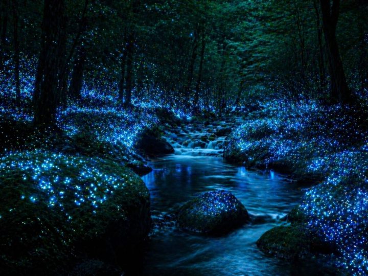 Japan’S Shikoku And Kyushu Forests Glow In The Dark
