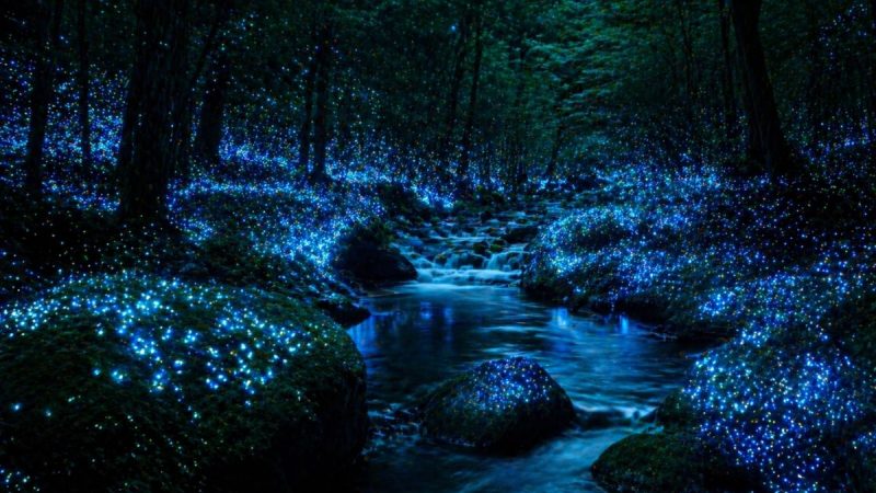 Japan’S Shikoku And Kyushu Forests Glow In The Dark