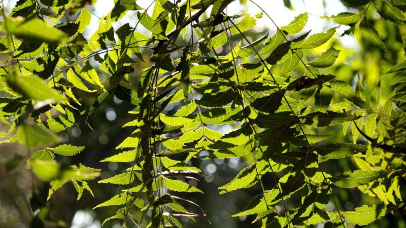 Neem Flower Tea Recipe 2026: The Ultimate Blood Purification Detox