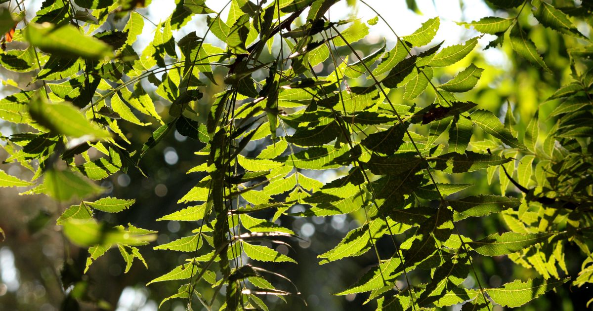 Neem Flower Tea Detox Infusion Ayurveda Guide