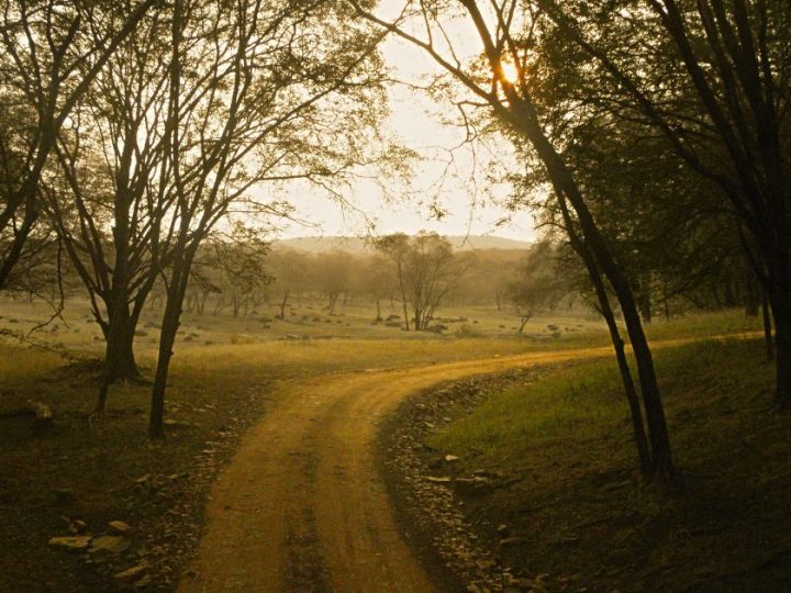 Wildlife Miracles And Campus Safety: A Day Of Contrasts In Rajasthan