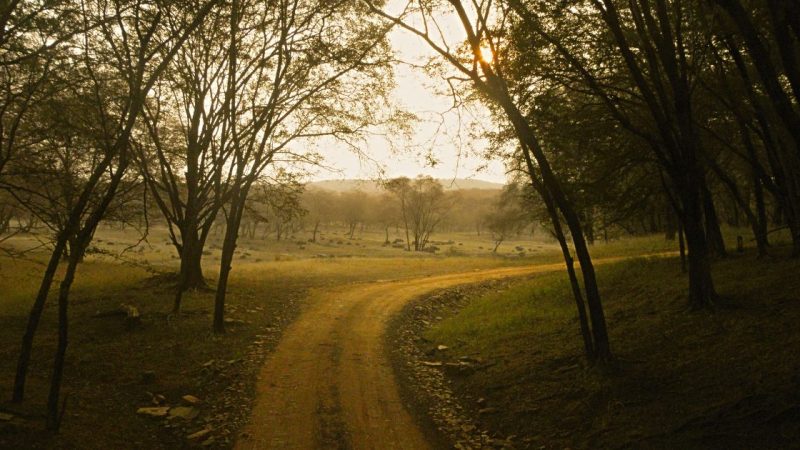 Wildlife Miracles And Campus Safety: A Day Of Contrasts In Rajasthan