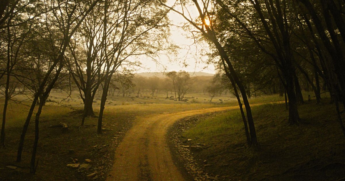 Wildlife Miracles And Campus Safety: A Day Of Contrasts In Rajasthan