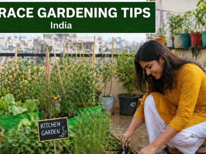 The Essential Guide To Terrace Gardening Tips India