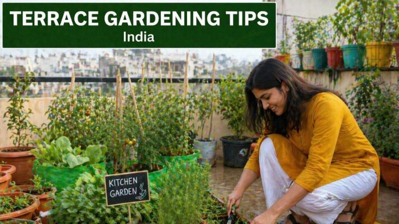 The Essential Guide To Terrace Gardening Tips India