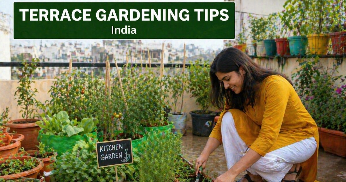 The Essential Guide To Terrace Gardening Tips India