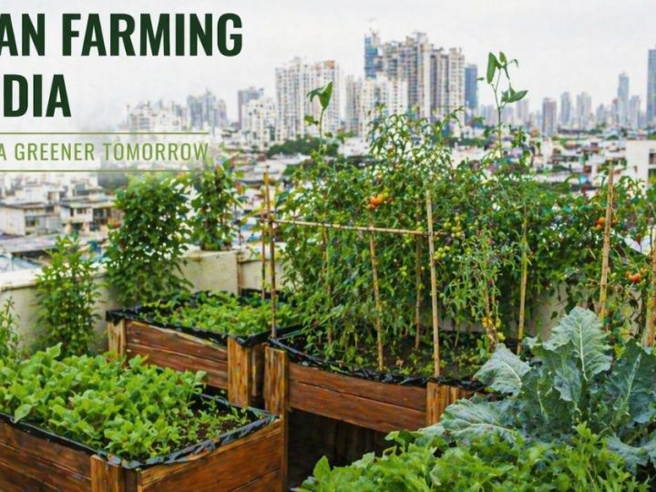 The Beginner Guide To Urban Farming In India