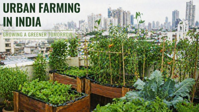 The Beginner Guide To Urban Farming In India