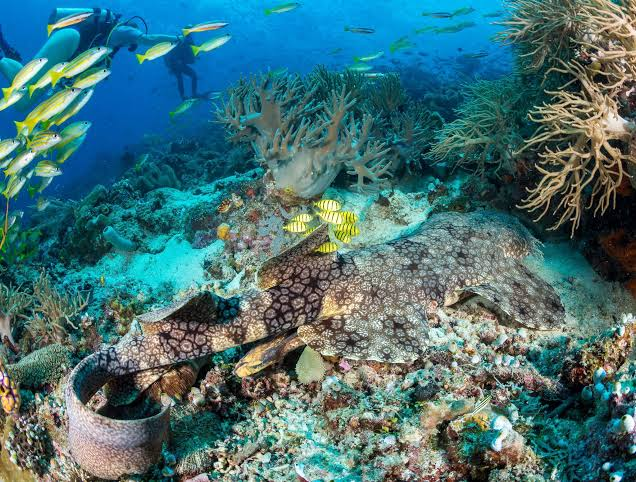 Time To Sail Into The Forgotten Islands Of Raja Ampat 3 Image 62