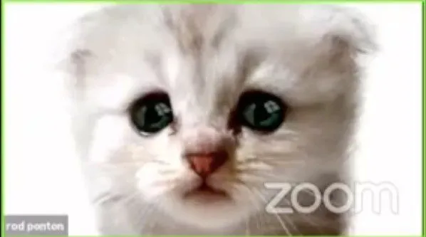Lawyer Stuck With A Cat Filter On Zoom Call 1 Lawyer Stuck With A Cat Filter On Zoom Call