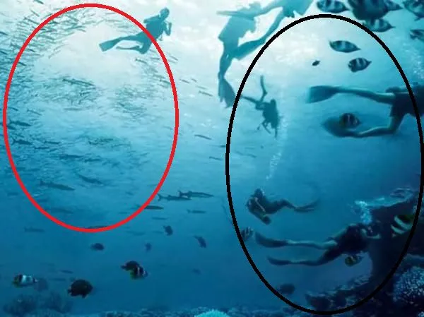 Optical Illusion: Faces Or Swimmers? What You See First Reveals Your Level Of Understanding Of People! 3 Optical Illusion: Faces Or Swimmers? What You See First Reveals Your Level Of Understanding Of People!