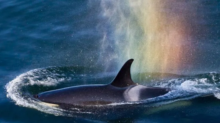 7 Places And Some More To Visit In Canada That Are Completely Off The Beaten Path 7 Sea Of Islands National Park Reserve