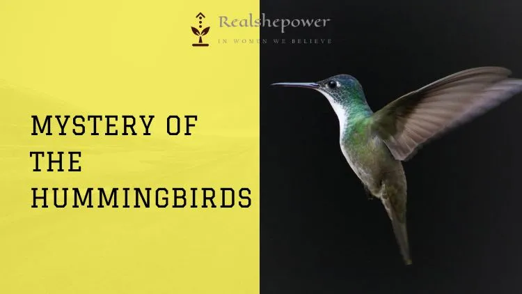 Did You Know? Hummingbirds Possess Bizarre Abilities Beyond Your Wildest Imagination! 1 Did You Know? Hummingbirds Possess Bizarre Abilities Beyond Your Wildest Imagination!