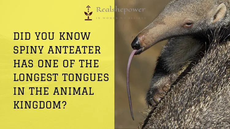 The Surprising Truth About The Spiny Anteater’S Remarkable Tongue