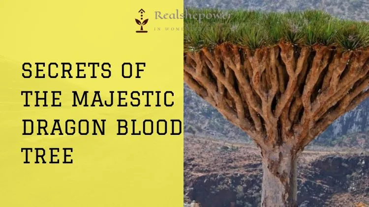 Dragon Blood Tree Socotra Umbrella Shaped Tree Red Resin