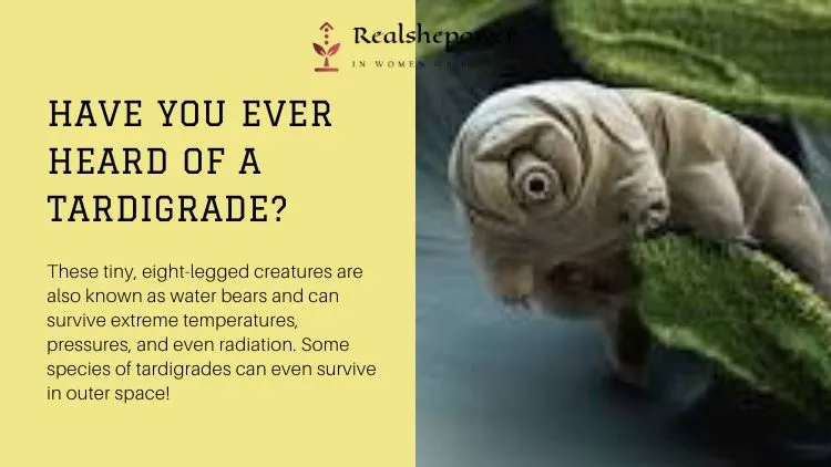 Tardigrades – The Ultimate Survivors Of The Animal Kingdom