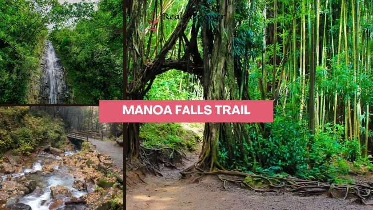 Manoa Falls Trail