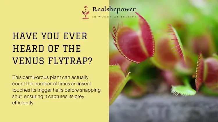 10 Crazy Animal Facts That Will Blow Your Mind! 5 Venus Flytrap