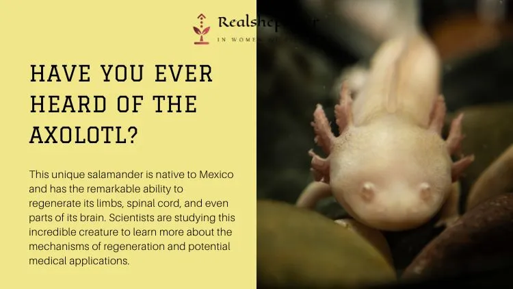Axolotl: The Salamander With Superpowers 1 Axolotl: The Salamander With Superpowers