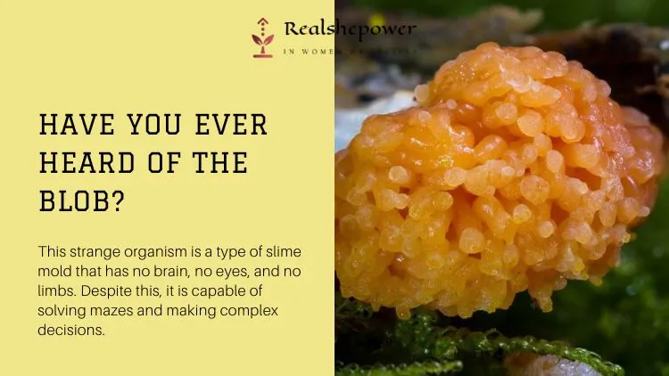 10 Crazy Animal Facts That Will Blow Your Mind! 7 Have You Ever Heard Of The Blob? This Strange Organism Is A Type Of Slime Mold That Has No Brain, No Eyes, And No Limbs. Despite This, It Is Capable Of Solving Mazes And Making Complex Decisions.