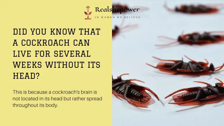 10 Crazy Animal Facts That Will Blow Your Mind! 2 Cockroach Rsp