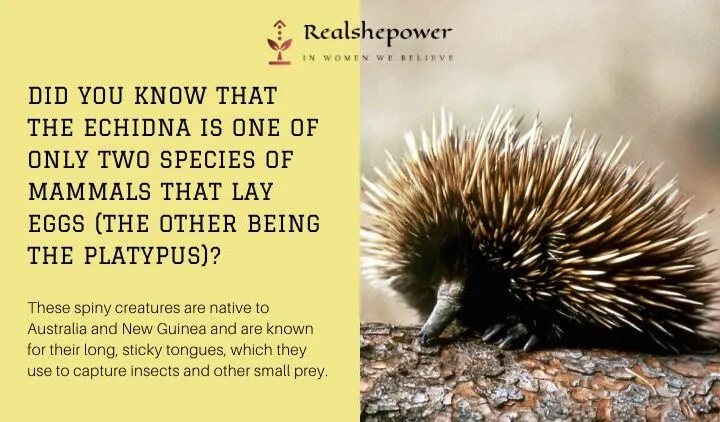 The Fascinating World Of The Egg-Laying Echidna – One Of Australia’S Most Unique Mammals