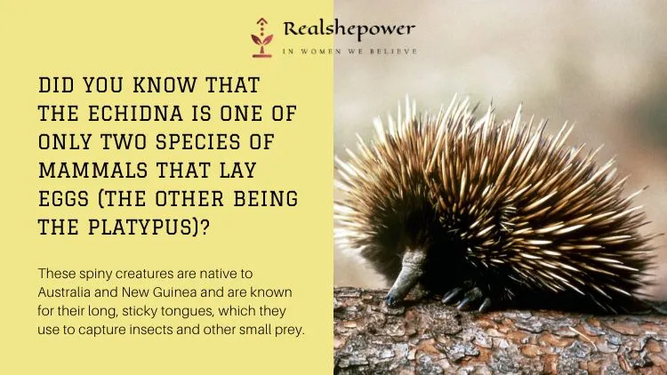 10 Crazy Animal Facts That Will Blow Your Mind! 11 Did You Know That The Echidna Is One Of Only Two Species Of Mammals That Lay Eggs (The Other Being The Platypus)? These Spiny Creatures Are Native To Australia And New Guinea And Are Known For Their Long, Sticky Tongues, Which They Use To Capture Insects And Other Small Prey.