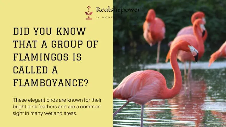 10 Crazy Animal Facts That Will Blow Your Mind! 4 Flamingos Rsp