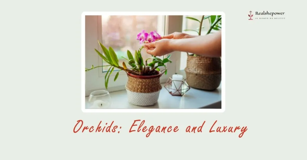 Orchids: Elegance And Luxury
