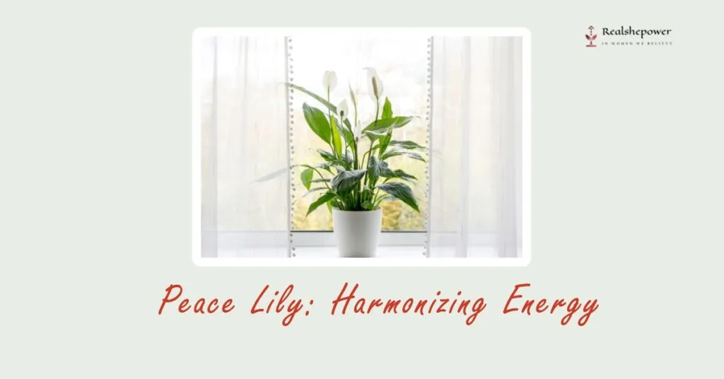 Peace Lily: Harmonizing Energy
