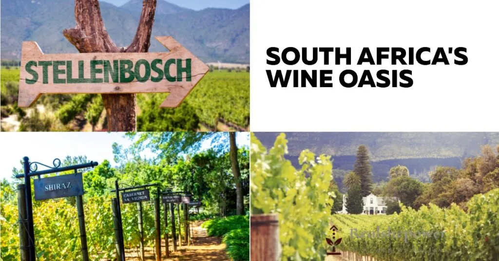 12 Best Wine Destinations For Women: Sipping And Savoring In Style 10 South Africa'S Wine Oasis: The Exotic Delights Of Stellenbosch