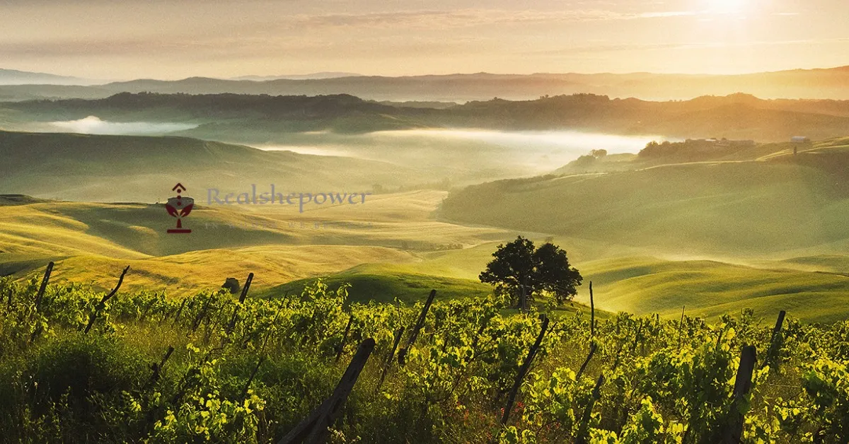 Journey Through The Enchanting Douro Valley