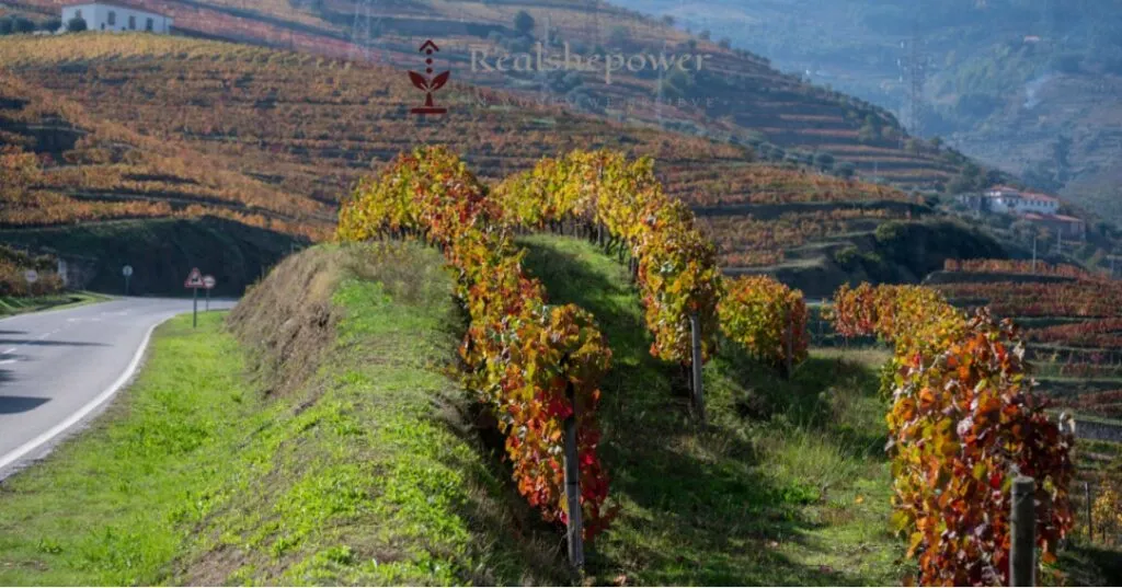 Journey Through The Enchanting Douro Valley: A Tapestry Of Nature, Culture, And Wine 7 In The Heart Of Enchantment: Embrace The Douro Valley