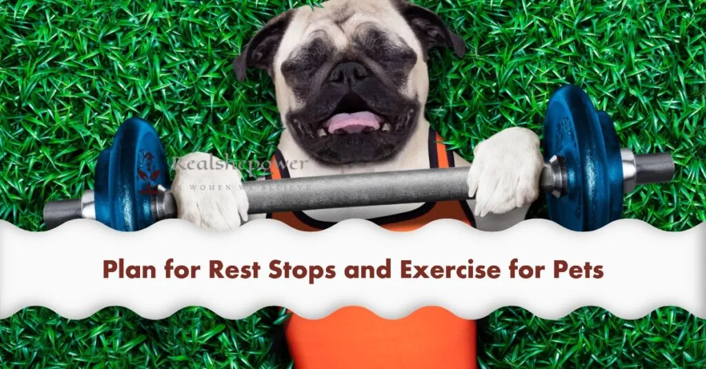 Traveling With Pets: Tips And Destinations For Women And Their Furry Companions 5 Plan For Rest Stops And Exercise