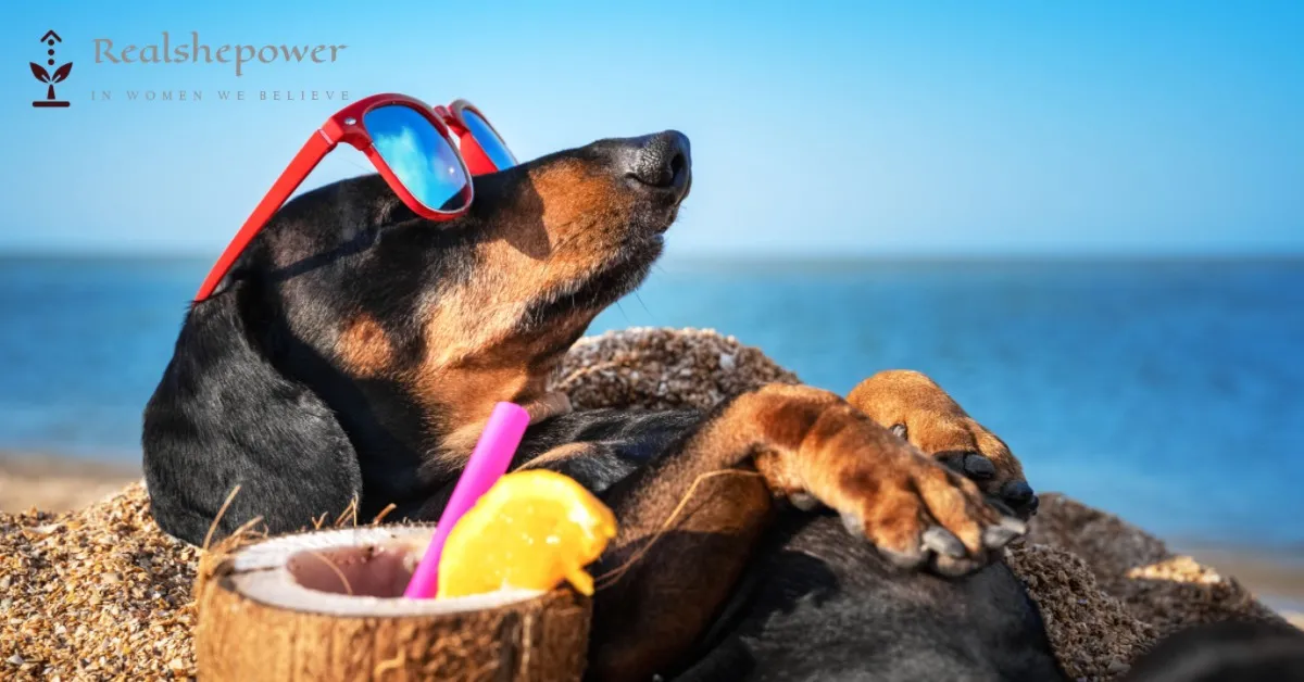 Traveling With Pets: Tips And Destinations For Women And Their Furry Companions 1 Traveling With Pets: Tips And Destinations For Women And Their Furry Companions