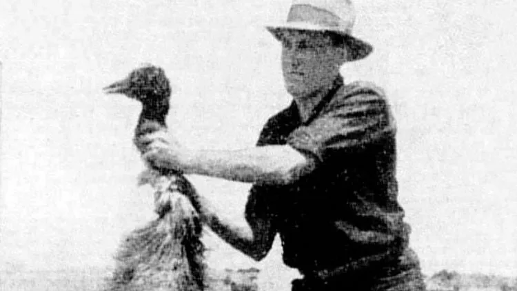 The Great Emu War Australia