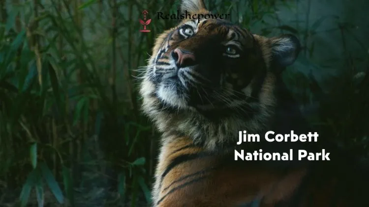 10 Things To Do In Uttarakhand: Adventure, Beauty &Amp; Peace Await 8 Jim Corbett National Park