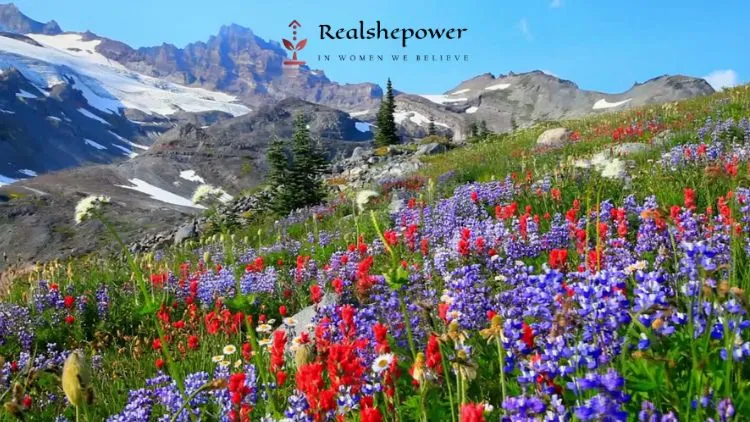 10 Things To Do In Uttarakhand: Adventure, Beauty &Amp; Peace Await 2 Valley Of Flowers
