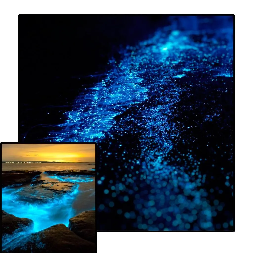Witness The Otherworldly Spectacle Of Bioluminescent Plankton Illuminating The Night Waters On Select Lakshwadeep Beaches.