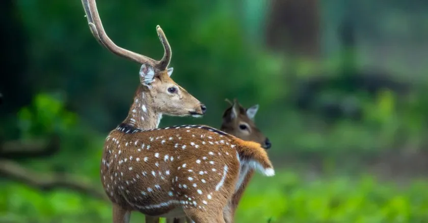 5 Weekend Getaways For You &Amp; Mom This Mother'S Day 4 Corbett National Park